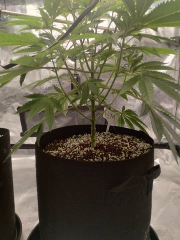 Photo Time📸🕞 — vegetative, day 49