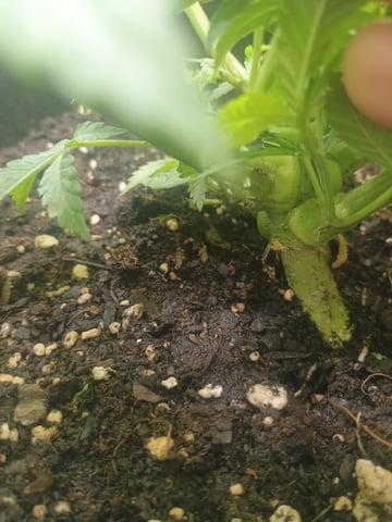 lil Slurry, first grow — flower, day 38