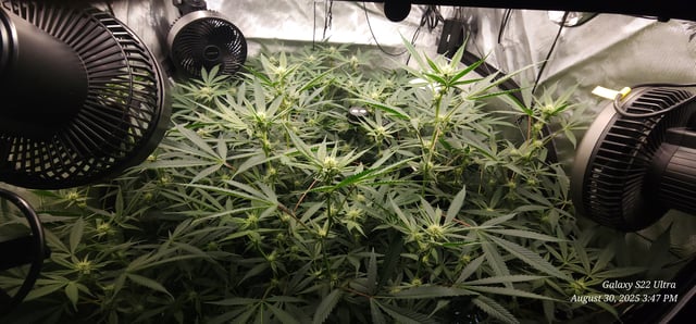 Found my Females... Game On! — flower, day 151