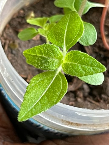 Collin  — grow_setup, day 1