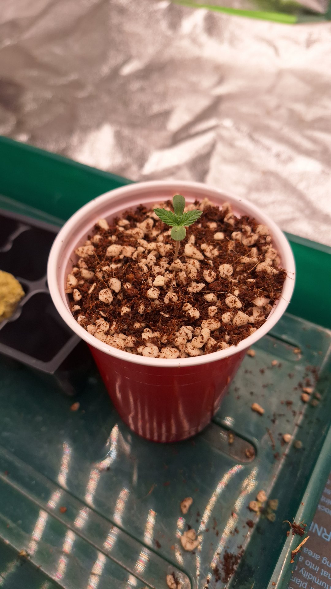 Gorilla Girl Autopot