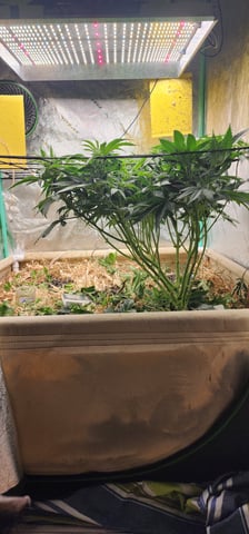 10G's — vegetative, day 47