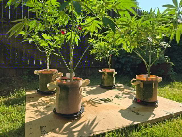 Grow 3 — flower, day 12