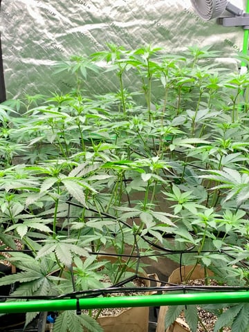 Papaya Frosting  — flower, day 71