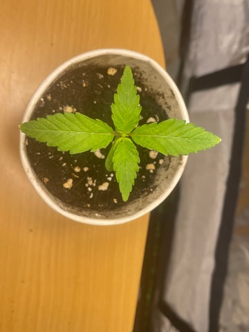 Growing speed  — grow_setup, day 12