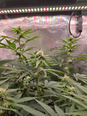 Northern lights #10 (Alaska) — flower, day 57