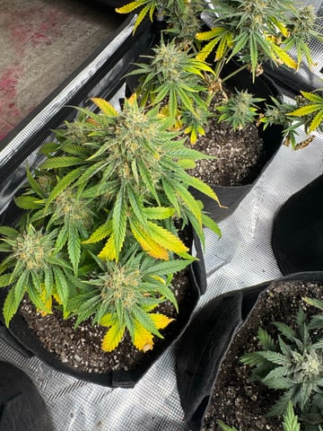 SSH and BD — harvest, day 64