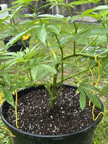 2026 Outdoor — vegetative, day 55