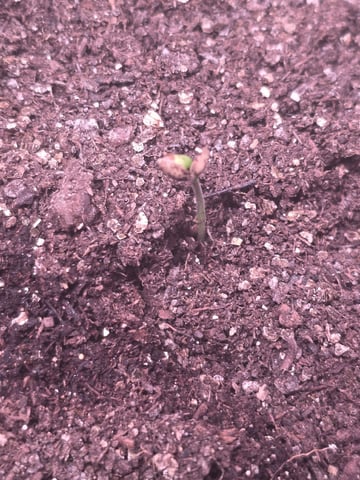 Blue Dream Feminized  — seedling_rooting, day 16