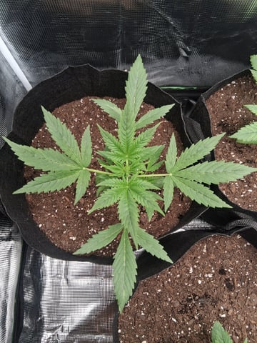 First Indoor Grow  — vegetative, day 21