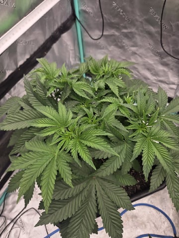 Relentless Genetics Trop Cherry S1 — vegetative, day 14