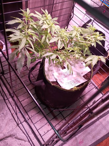 FKAFL — vegetative, day 47