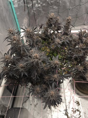 Granny Candy and PLCG