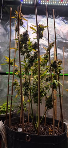 Here We Grow... — flower, day 106