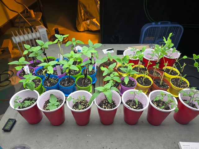 First Autoflower Indoor — harvest, day 30