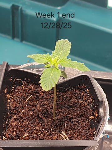 Dos Si Dos. Indica — seedling_rooting, day 6