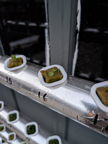 outdoor hydro ladder — vegetative, day 1