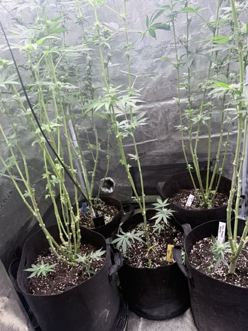First Time Grower Long Time Blazer — flower, day 33