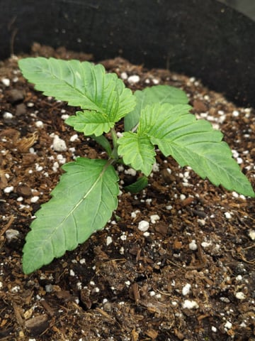 Maui wowie  — seedling_rooting, day 24