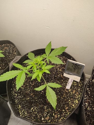 Beans For Days run — vegetative, day 21