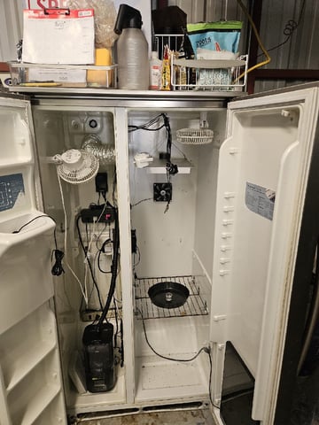 TANGYLAND — germination, day 1