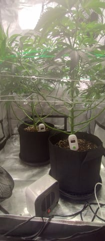 Skunk #1 — flower, day 80