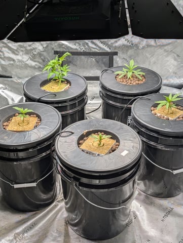 Acapulco Gold  — vegetative, day 31