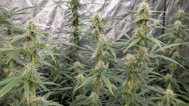 Strawberry Cheesecake Seedsman Seeds Autoflowers x2 — flower, day 60