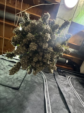 Hippo High #2 — harvest, day 2