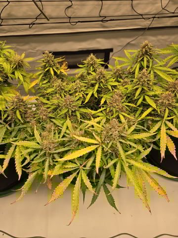 Purple Skunk 3 x 5  — flower, day 85