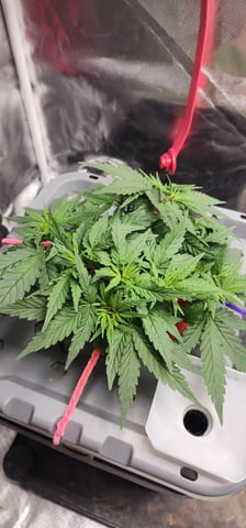 El Chemi Kiwi autoflower  — vegetative, day 26
