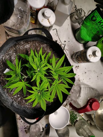 Hindu Kush — vegetative, day 48