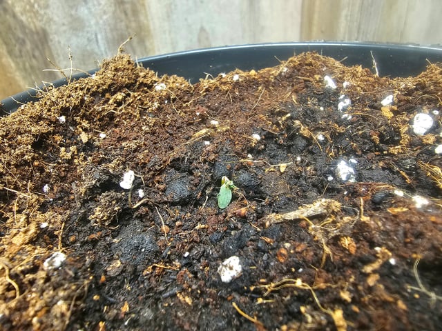 round 2 — germination, day 9