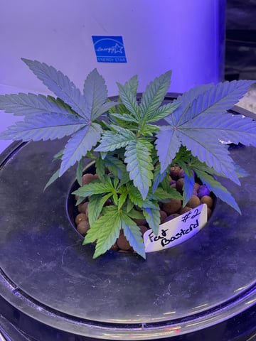 1st Ever Grow (Fat Bastard)(RDWC)  — vegetative, day 35