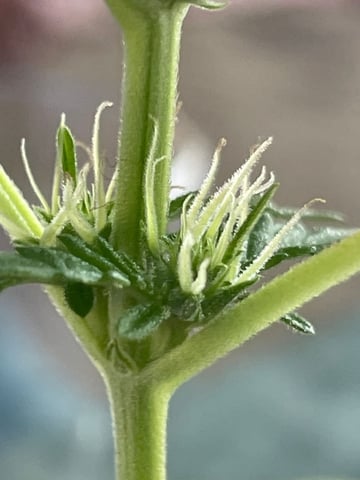 permanent marker feminised  — flower, day 33