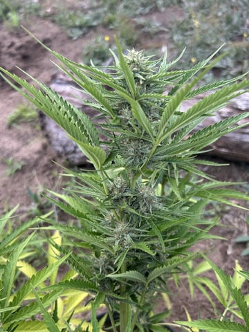 Bruce Banner