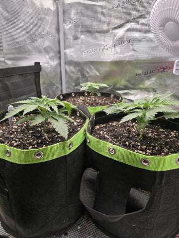  1 Blue Zushi x Venom & 1 Jack Here x Strawberry Cookies OG — vegetative, day 17