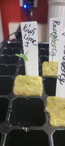 My First Grow — seedling_rooting, day 4