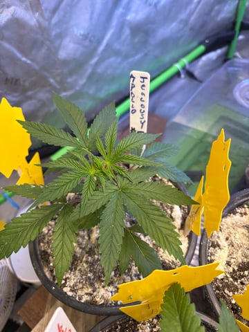 Apollo x Jealousy  — vegetative, day 2