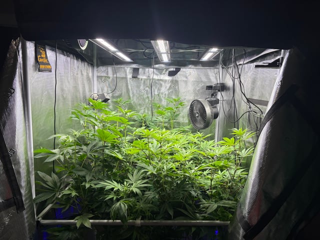 grow 3 — flower, day 15