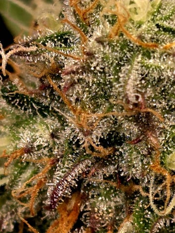 Dirty Bird - Thousand Island Fem & Platinum Kush Breath Remix x Grape Cakehead Fem Photo  — flower, day 93