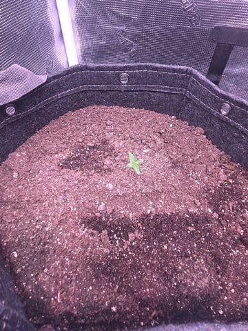 Blue Dream Feminized  — seedling_rooting, day 18