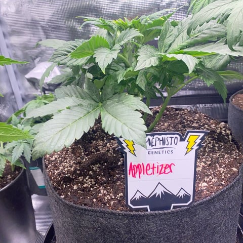 Auto Run #1 2025-2026 — vegetative, day 47