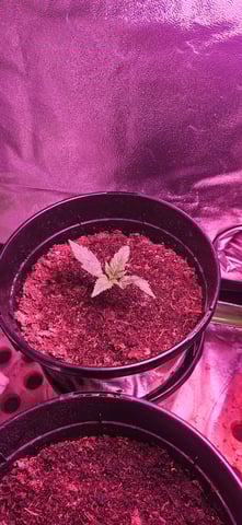 blue dream first grow  — seedling_rooting, day 8