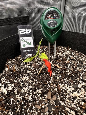 Gorilla Cookies — 1st Grow — vegetative, day 23