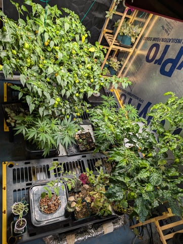 Black African Magic — vegetative, day 48