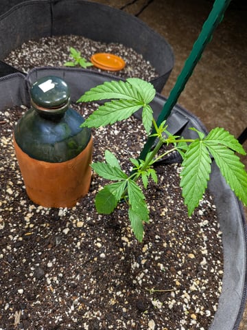 October Start — vegetative, day 33