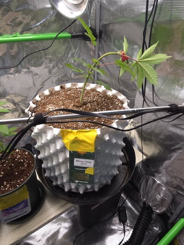 Candy,Punch,Lobsta — vegetative, day 13