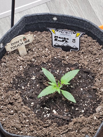 Mango Runtz — seedling_rooting, day 20