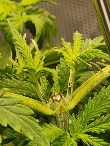 HE1E we GROW  — vegetative, day 50